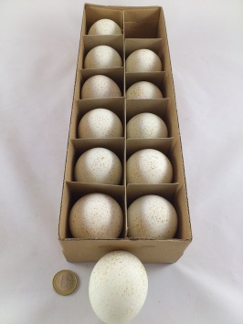 Oeufs de dinde 12 p.